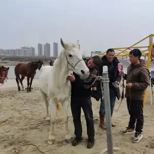 当地将为英雄白马建雕像,主人回应其离世我们尽力了