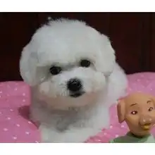 标题无锡比熊犬市场价格,无锡多少钱能买到纯种家养的比熊犬