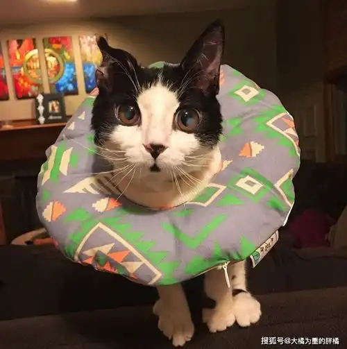 大眼睛萌猫令女子着迷,皮肤吹弹可破得穿外衣,却没活过一年