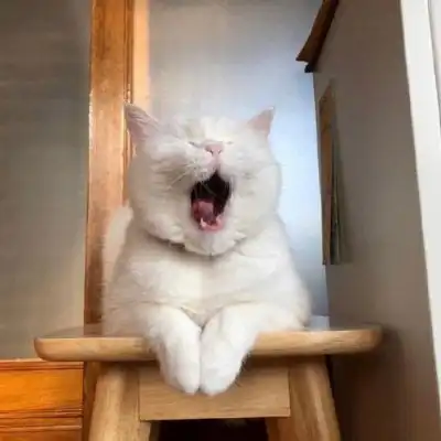 可爱小猫咪卖萌头像史上最可爱超萌的小白猫图片