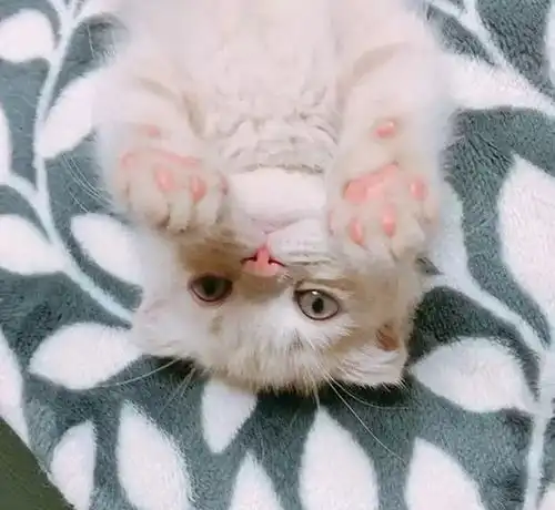 自从家里养了小奶猫主人家就生病了,养小奶猫真的会死人吗