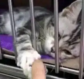 男子在宠物店逗猫,被一只小奶猫抓住手指,心瞬间被击中了