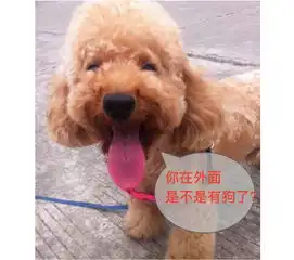 大牌驾到丨金莎在闻闻窝生活馆现场曝自家狗狗在汪界抬不起头