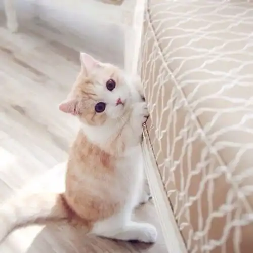 女主人把小奶猫放在桌子上,转身取红酒,下一秒被萌翻