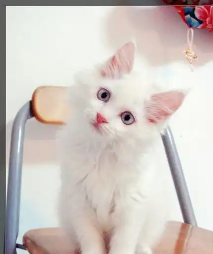 小奶猫卖萌赖床苏炸了,网友酸床我有了,给配猫吗