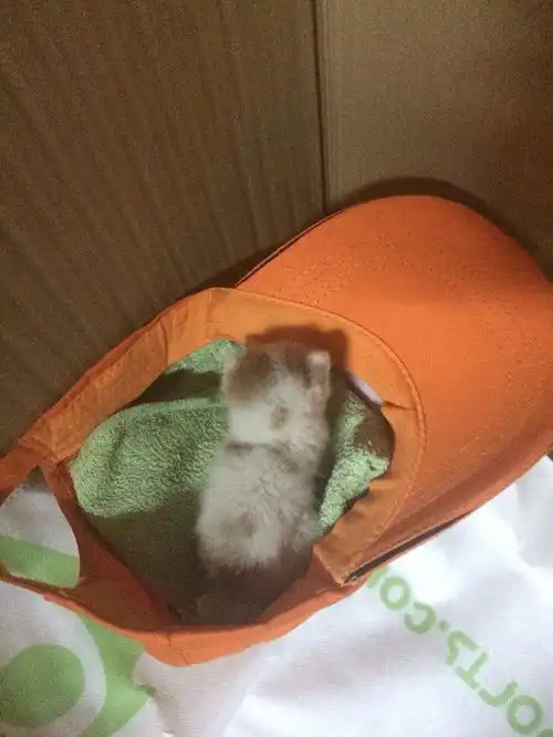 如何养活刚出生的奶猫