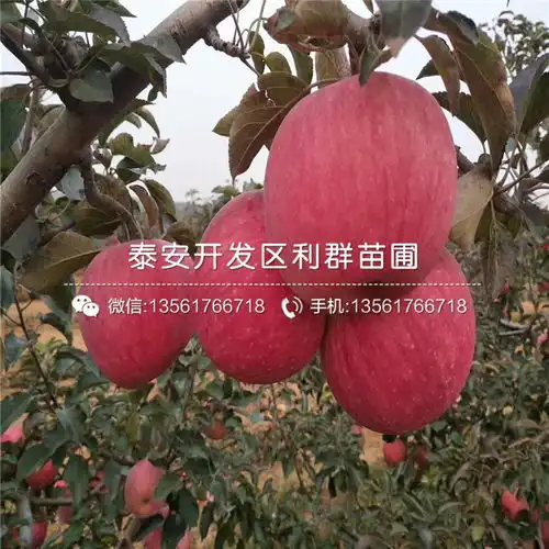 山东3公分苹果树苗山东3公分苹果树苗价格及基地-黄页88网