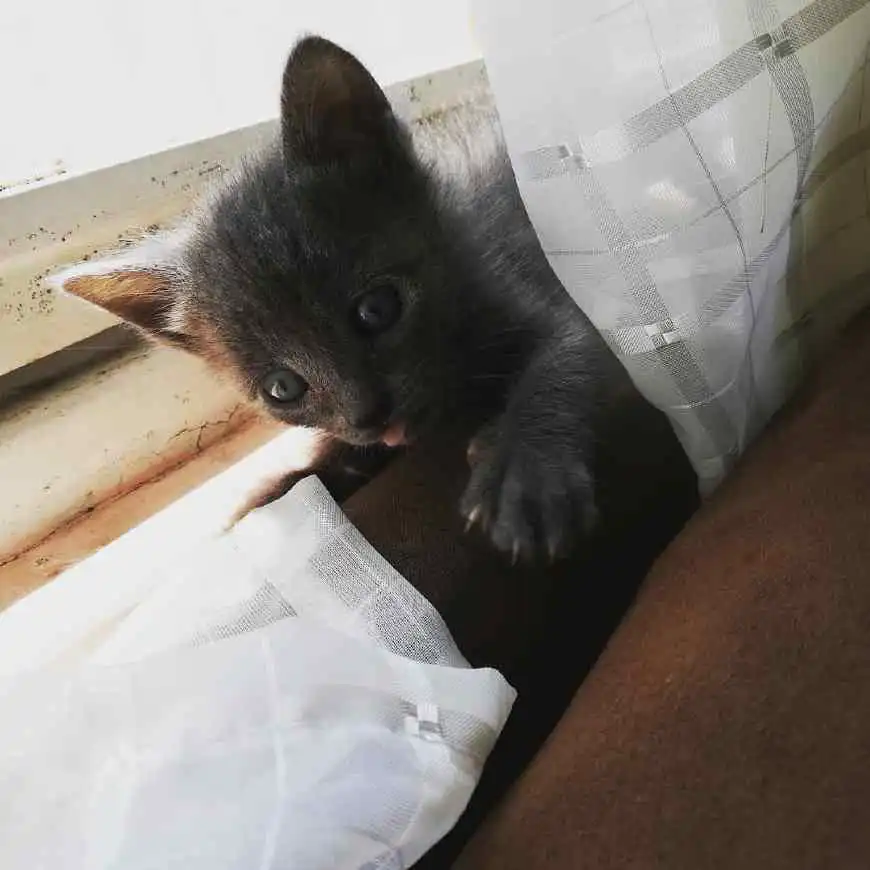 华懋宠物医院小奶猫应该是上天赐予人类的瑰宝了,生动诠释什么叫萌即是正义