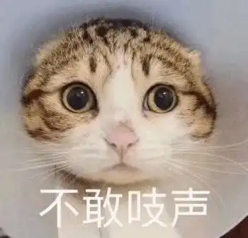 承包你的表情包这些网红喵星人你都认识吗