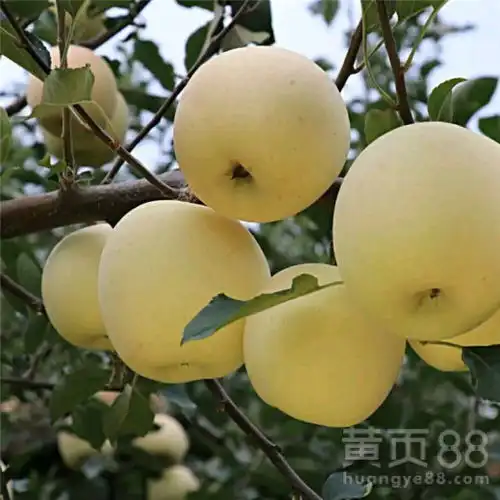 矮化维纳斯黄金苹果苗金黄色的苹果品种图片介绍-黄页88网