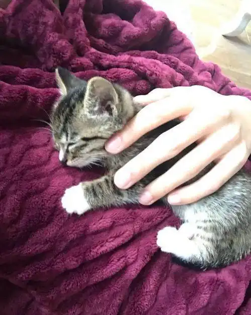 捡到一窝被遗弃的小奶猫,本不打算养猫,却成为了一个合格的猫奴