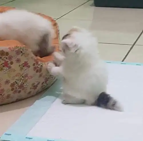 萌宠头像毛绒绒,软萌萌