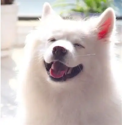 颜值最高的几种狗