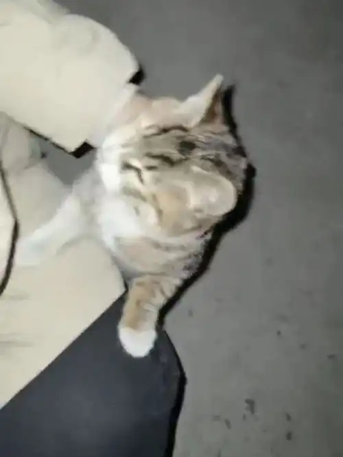 一只流浪猫,等了我一年