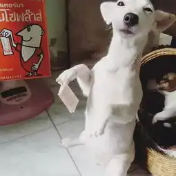 爱笑的狗狗,运气都不会太差哦