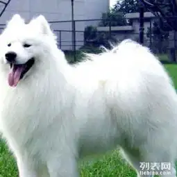 自家养的大白狗一只