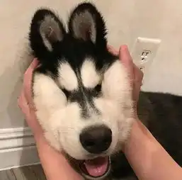 拿着枪拍结婚照...似乎还蛮酷的