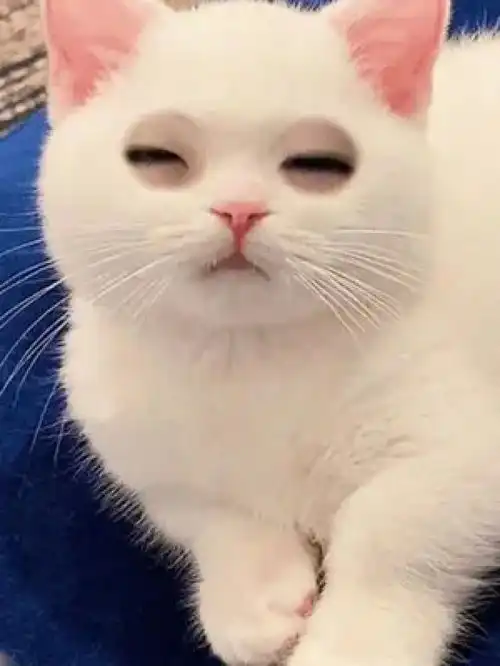 激萌动物家养宠物动物卖萌英国短毛猫
