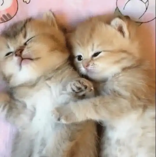 两只小奶猫睡午觉,一只睡的酣畅淋漓,看到另一只小猫睡姿后笑翻了