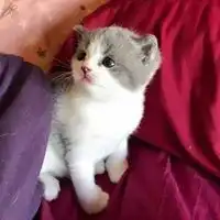 奶猫头像超萌小奶猫头像