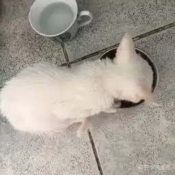 养六个月以下的小奶猫是怎样的体验