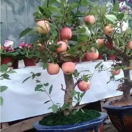 每次去邻居家,很羡慕在阳台上种的水果盆栽,不但美丽还有果子吃