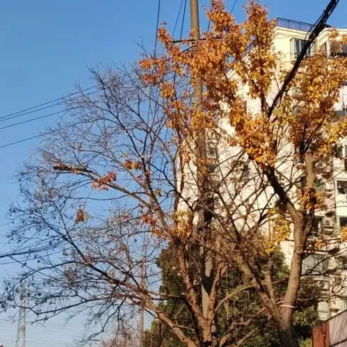 走进真如的冬日画卷,邂逅美景