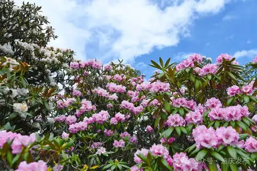 高山杜鹃盛放半山葱茏半山粉