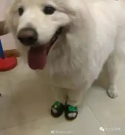 网友吐槽买过最沙雕的东西有见过身边人用的吗