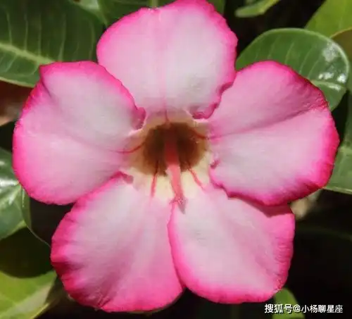 性格爽朗,三属相的女生福气深厚,从来不缺好运,老公财气渐旺