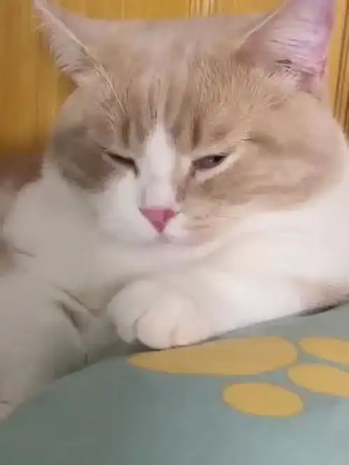 激萌动物家养宠物英国短毛猫动物卖萌