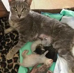 宠物店老板捡回来流浪猫,后肢残疾,却勇敢的生下了一窝小奶猫
