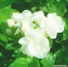 香薰精油批发香薰精油加工spa香薰精油品牌加盟