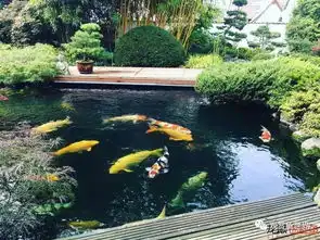 美就一个字之锦鲤一群美到爆可爱活泼到爆美爆的大家伙剧毒渗入