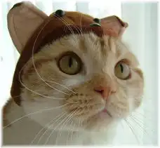 可爱的猫猫