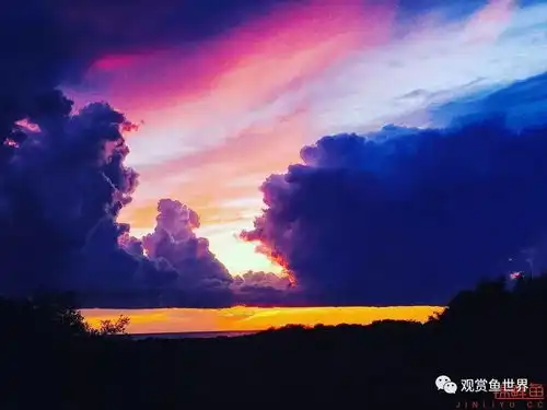 美就一个字之锦鲤一群美到爆可爱活泼到爆美爆的大家伙剧毒渗入