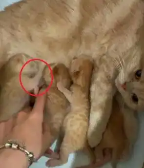 小奶猫刚出生三天就和兄弟打架,被主人制止后,还偷偷地多补一拳