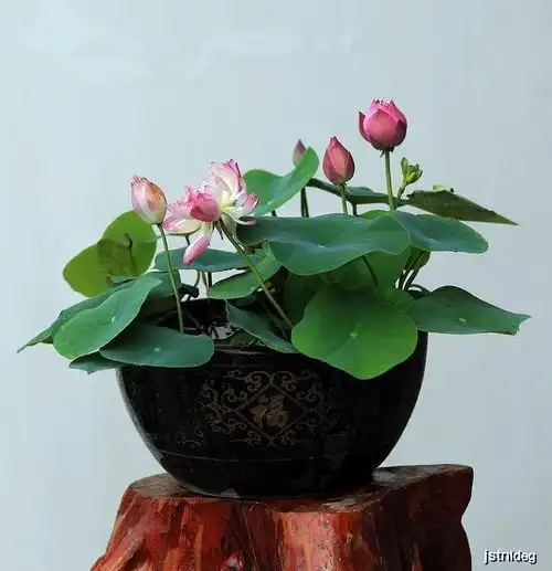 驱蚊水花露水给花卉用几滴,花里麻烦都解决,省事
