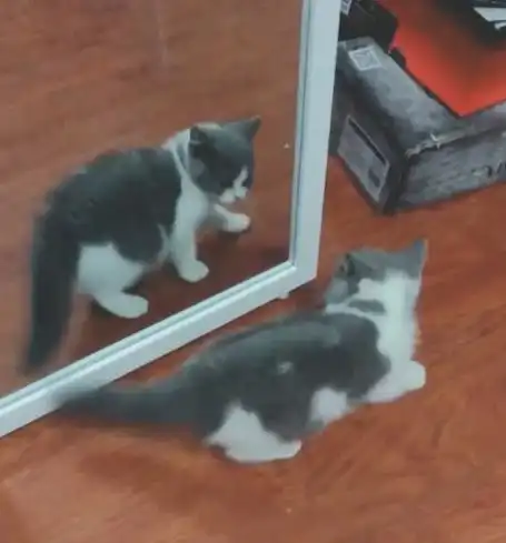 30元买了一只小奶猫,看到它照镜子的反应,闺蜜要花五倍价钱买走