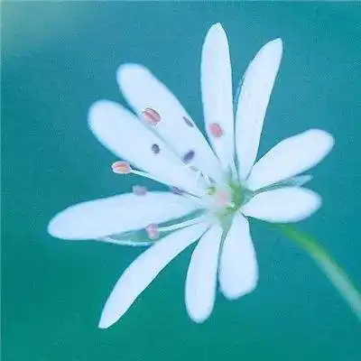松灵棋牌官方版首页