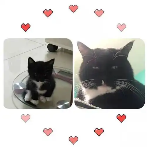 六一儿童劫,快来吸秃这只小奶猫