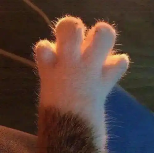 震惊,周杰伦最喜欢这种猫