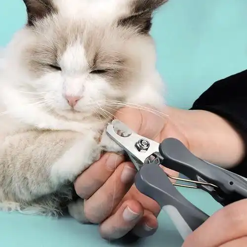 新手养猫如何做好日常护理二英短美短布偶猫田园猫快来看看吧