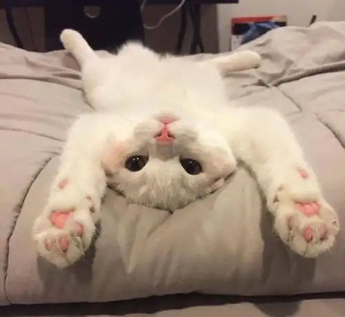 小奶猫卖萌赖床苏炸了,网友酸床我有了,给配猫吗