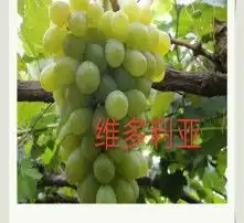 黄页88高清图片