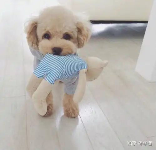 什么样的狗是看到就想踢一脚的