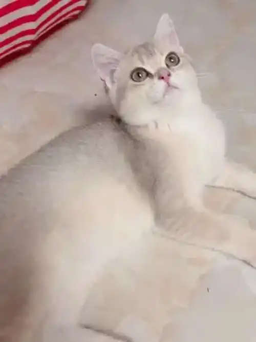 激萌动物家养宠物动物卖萌英国短毛猫