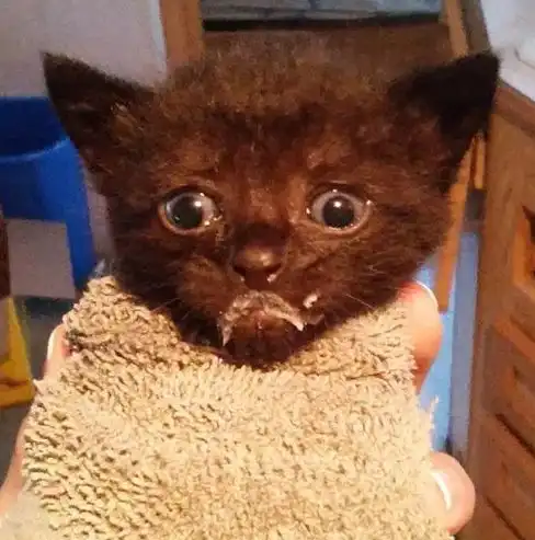 知道为什么都喜欢把小猫称作小奶猫吗看完这些我好像懂了......