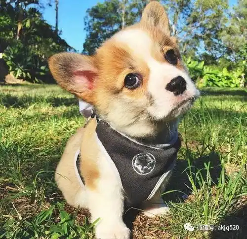 三个月小柯基犬图片大全2017超萌超可爱的柯基图片