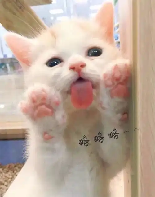七十喵